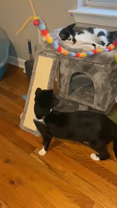 Enlarge Patches and Peaches, a Adoptable American Shorthair in Montclair, NJ video 4/4