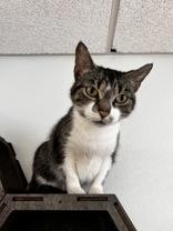 Saki, a ADOPTABLE Domestic Short Hair in Potsdam, NY image 2/2