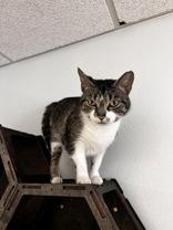 Saki, ADOPTABLE, Adult Female Domestic Short Hair.