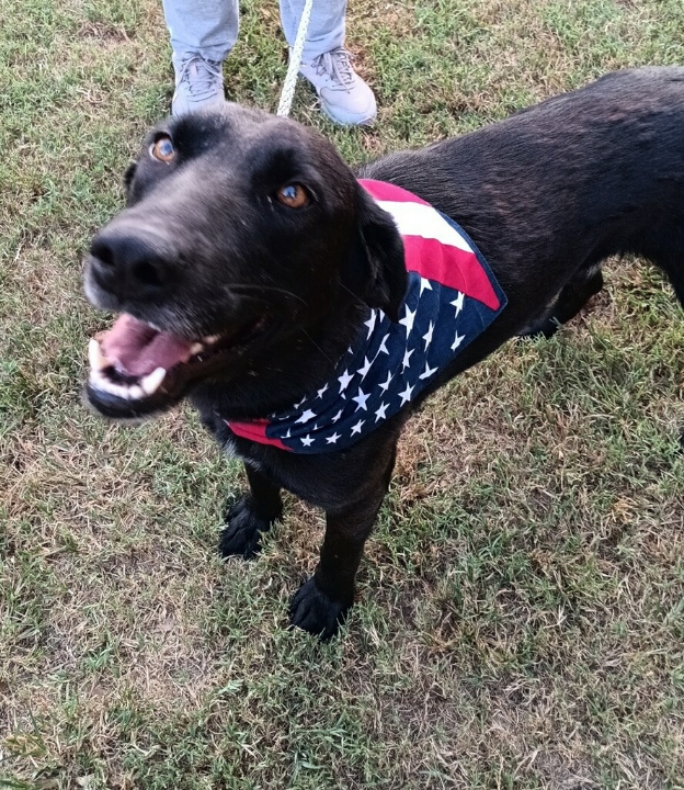 Scout