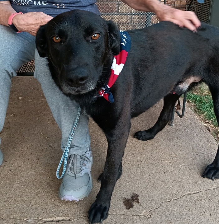 Scout photo 3