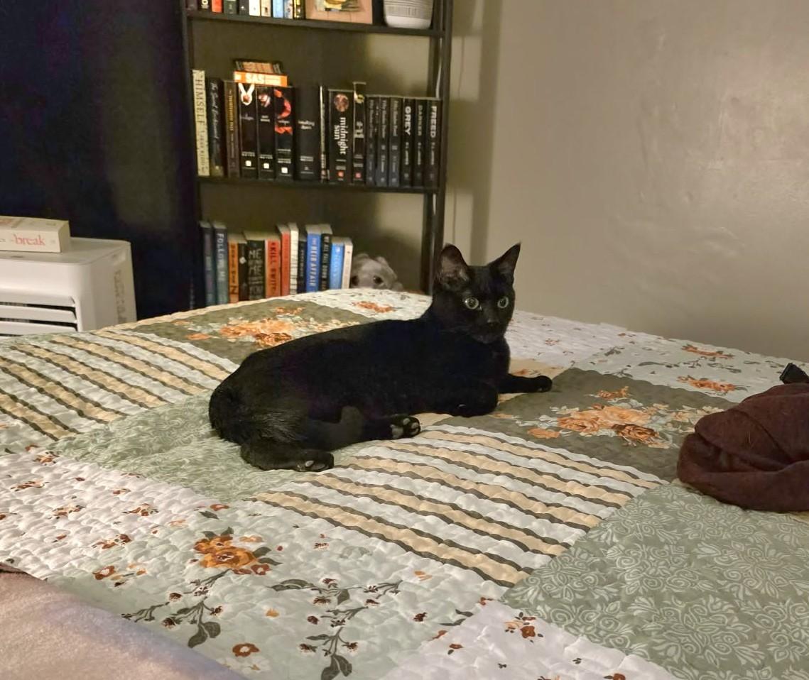 Enlarge Amara, a ADOPTABLE Domestic Short Hair in Brantford, ON image 2/5