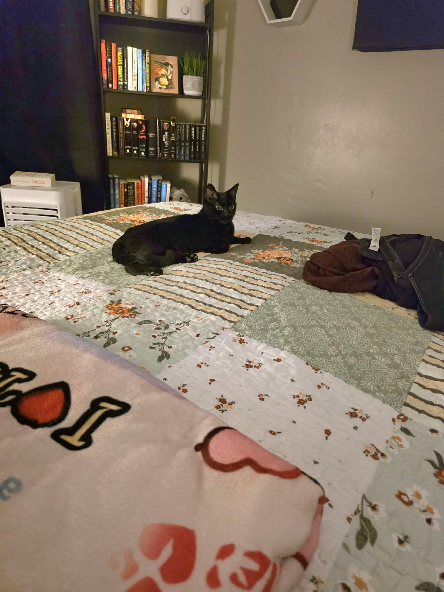 Enlarge Amara, a ADOPTABLE Domestic Short Hair in Brantford, ON image 4/5