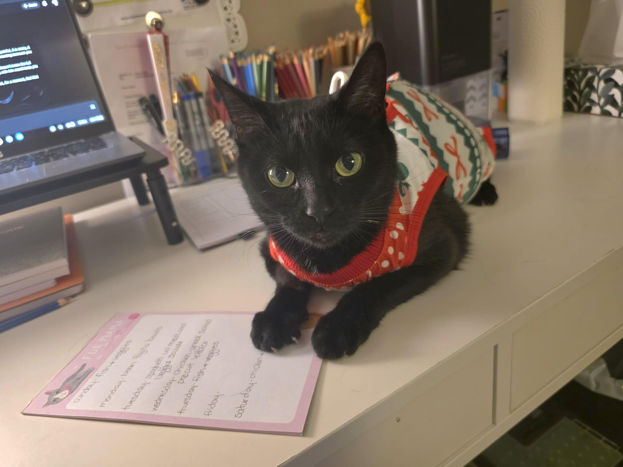 Enlarge Amara, a ADOPTABLE Domestic Short Hair in Brantford, ON image 1/5