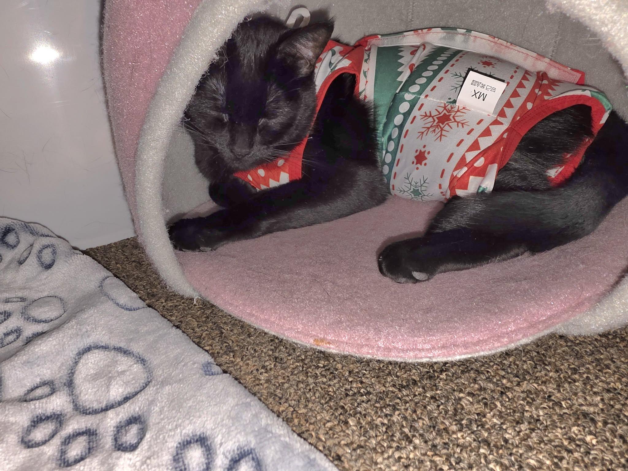 Enlarge Amara, a ADOPTABLE Domestic Short Hair in Brantford, ON image 3/5