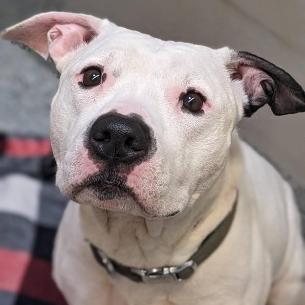 Enlarge Jigsaw (ID 49816/31), an adopted Pit Bull Terrier in Manassas, VA image 1/1