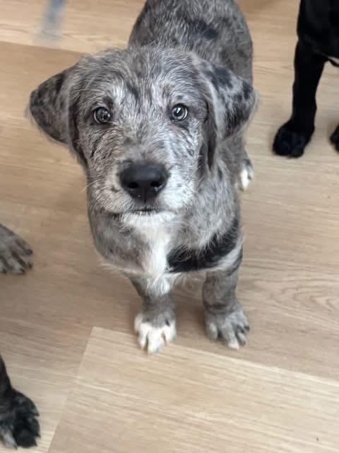 Enlarge John Kennedy , an adopted mixed breed in Orland Park, IL image 3/4