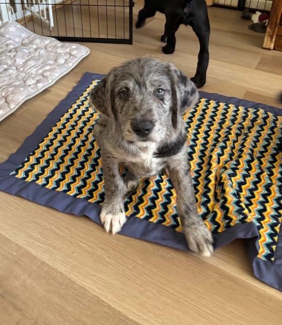 Enlarge John Kennedy , an adopted mixed breed in Orland Park, IL image 4/4