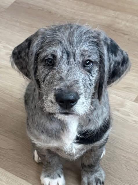 John Kennedy , adopted, Puppy Male Great Dane.