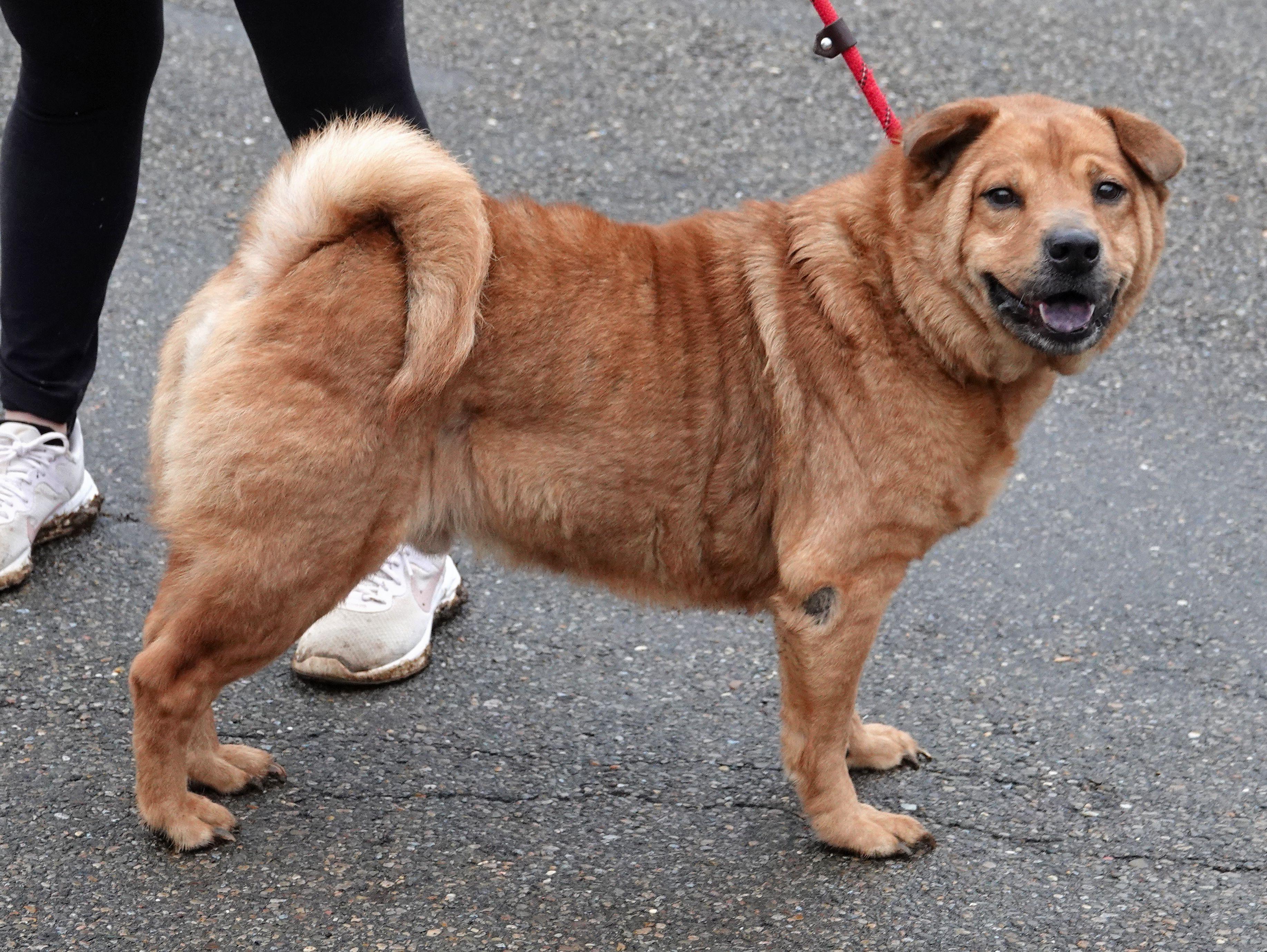 Enlarge Taz - RESCUED, an adopted mixed breed in Millfield, OH image 3/3