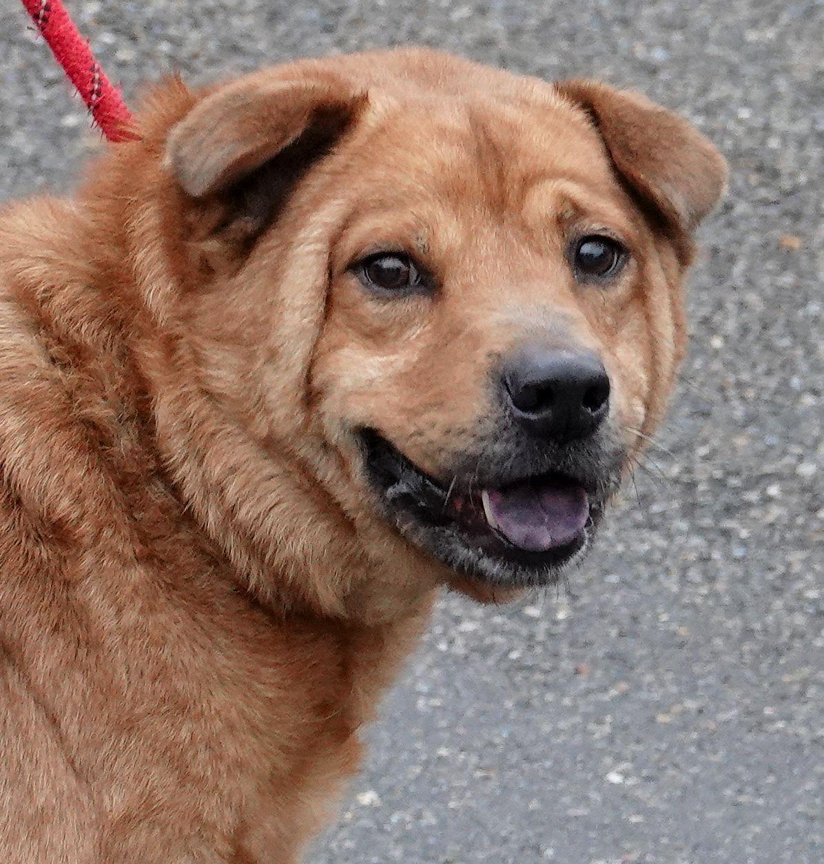 Taz - RESCUED, adopted, Senior Male Chow Chow & Shar-Pei.