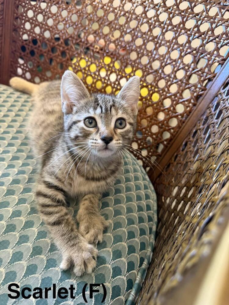Scarlet B. (green collar), a Adoptable Domestic Short Hair in Peoria, IL image 1/2