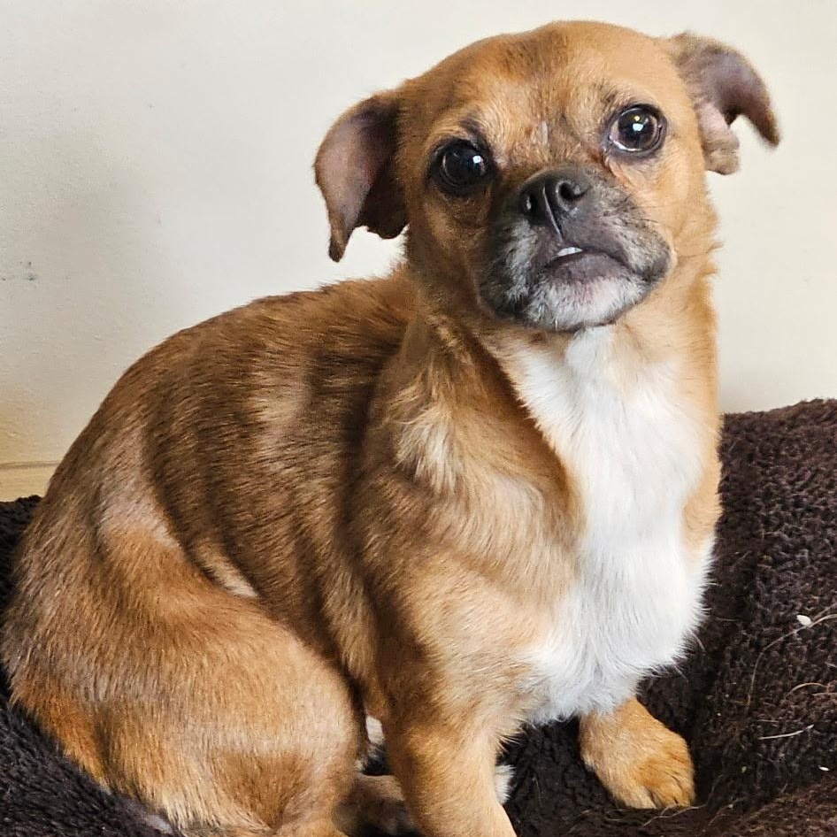 Sasha, a Adoptable Chihuahua in Burlington, VT image 5/6