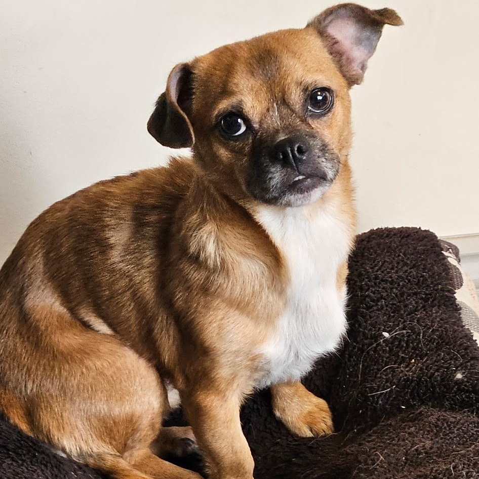 Sasha, Adoptable, Adult Female Chihuahua.