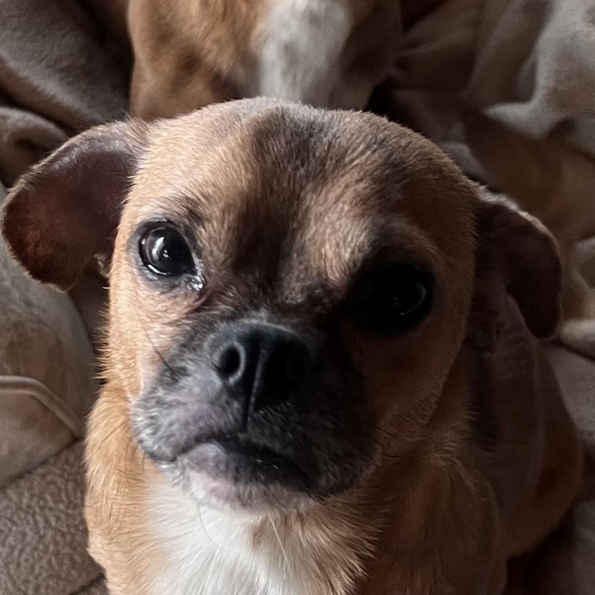 Sasha, a Adoptable Chihuahua in Burlington, VT image 2/6