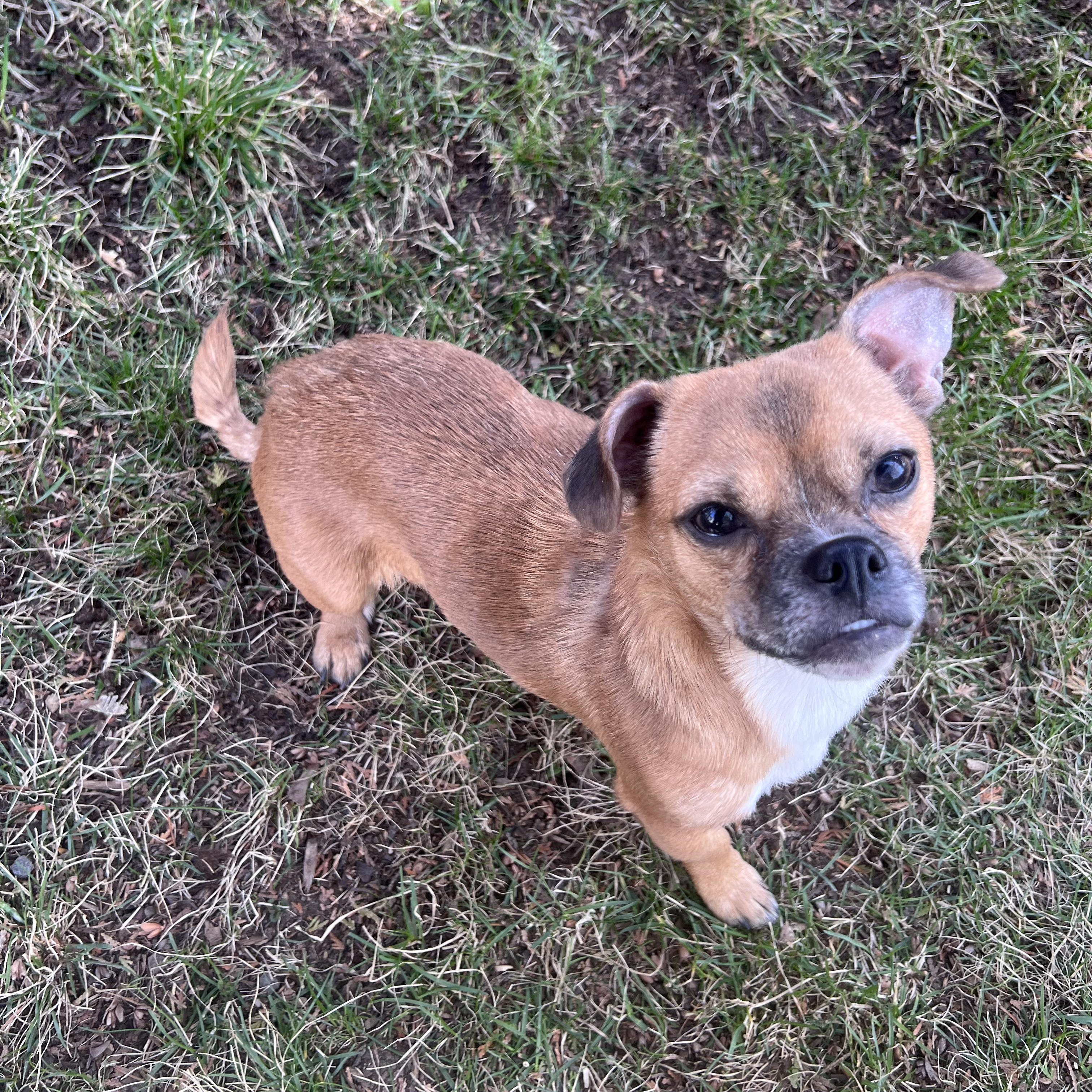 Sasha, a Adoptable Chihuahua in Burlington, VT image 3/6