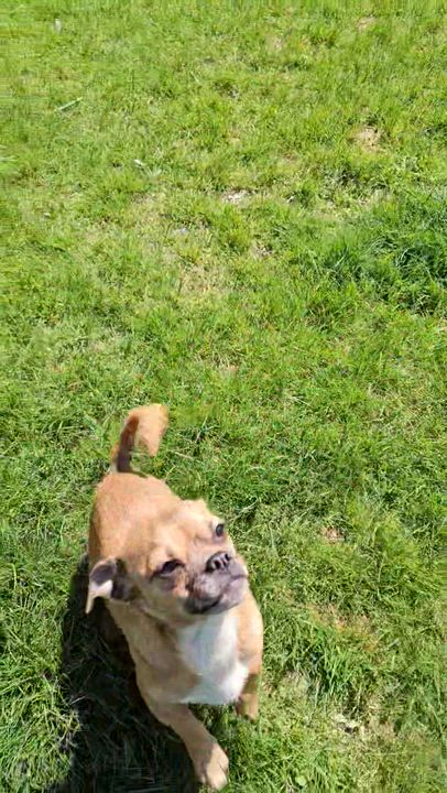 Enlarge Sasha, a Adoptable Chihuahua in Burlington, VT video 6/6