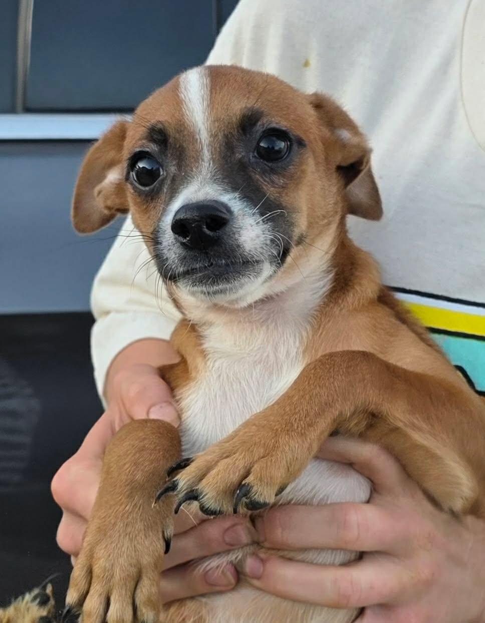 Moss, Adoptable, Puppy Male Chihuahua.