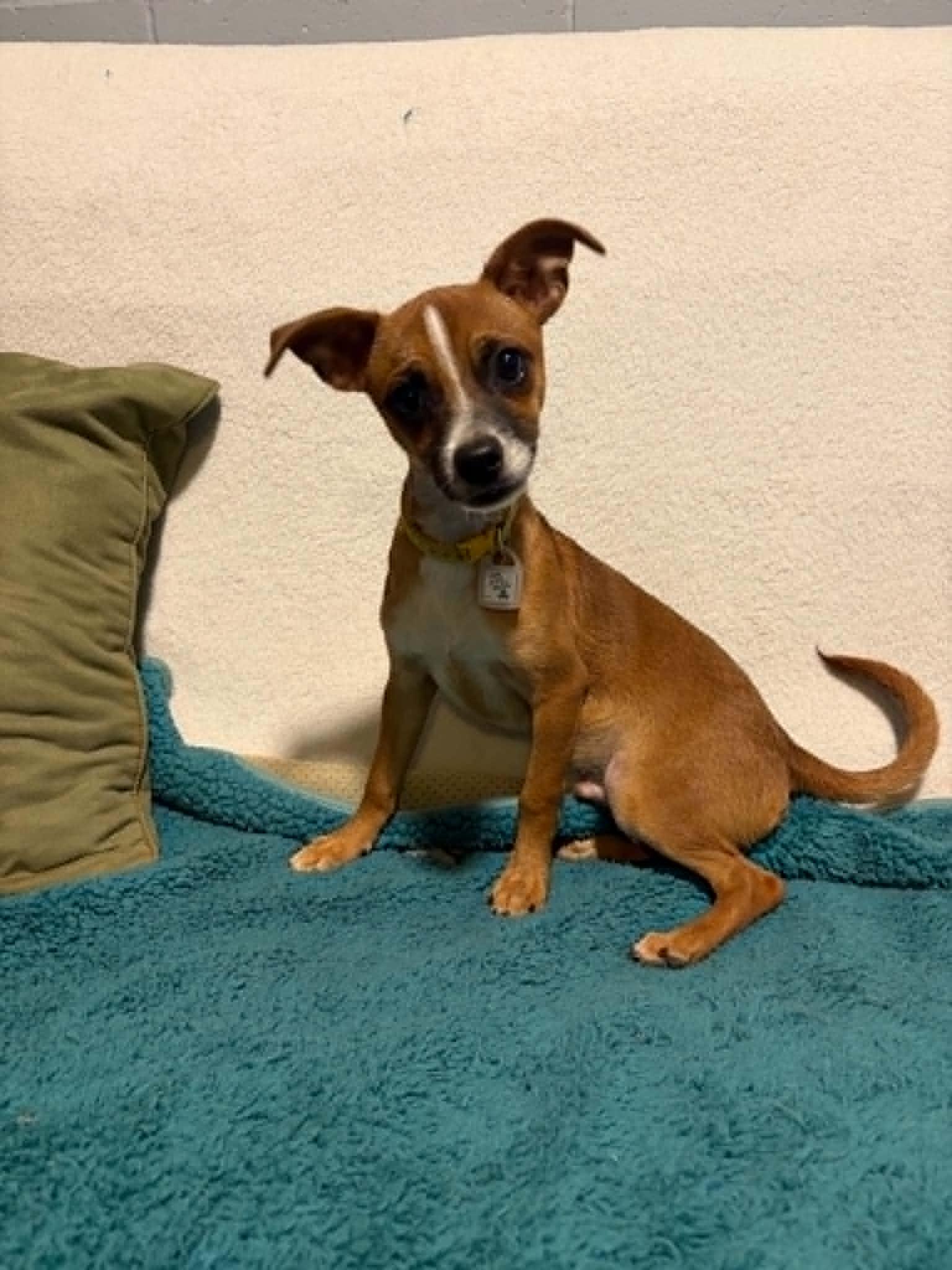 Moss, a Adoptable Chihuahua in Mukwonago, WI image 2/3