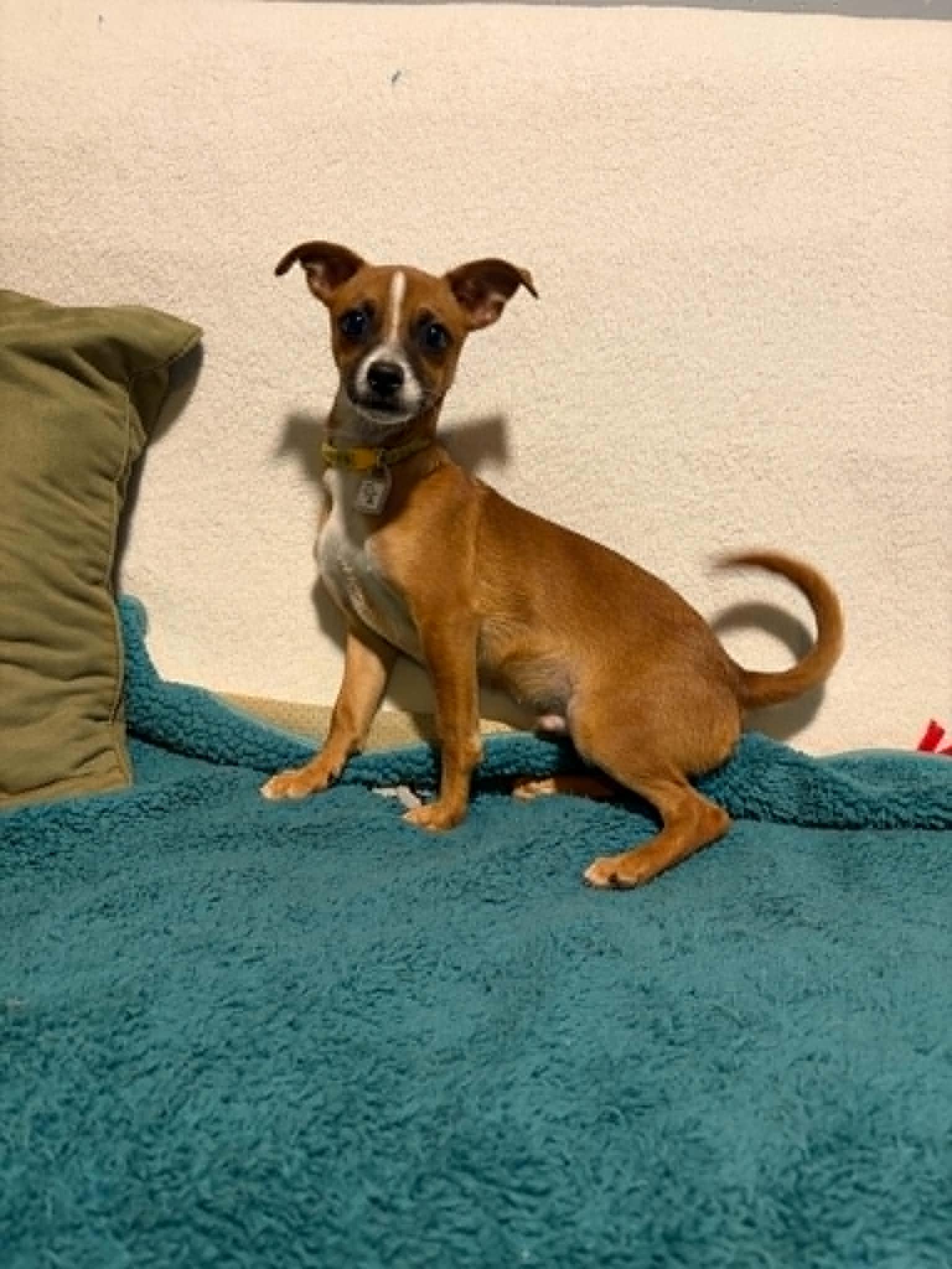 Moss, a Adoptable Chihuahua in Mukwonago, WI image 3/3