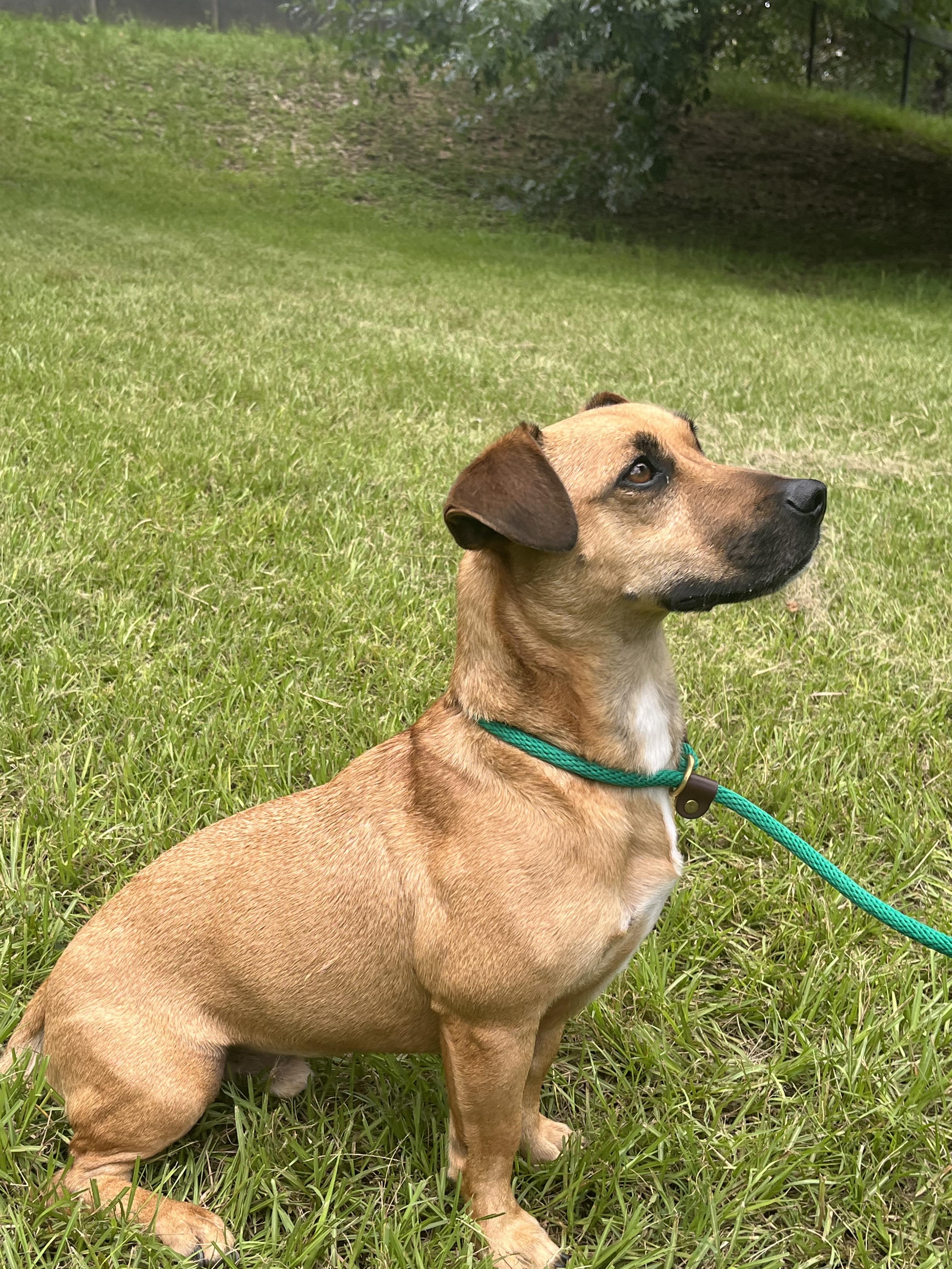 Raphael, a ADOPTABLE mixed breed in Nacogdoches, TX image 2/3