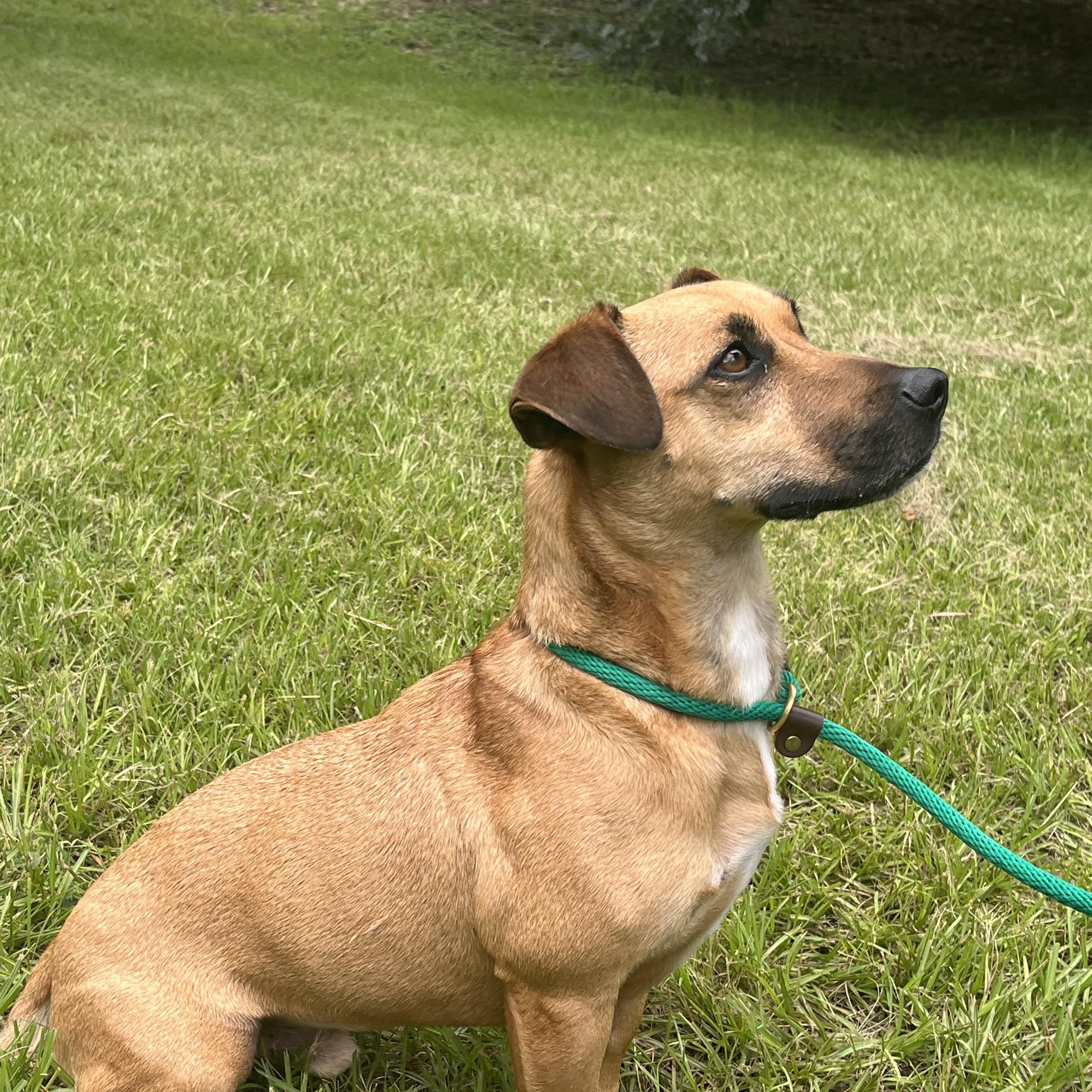 Raphael, a ADOPTABLE mixed breed in Nacogdoches, TX image 3/4