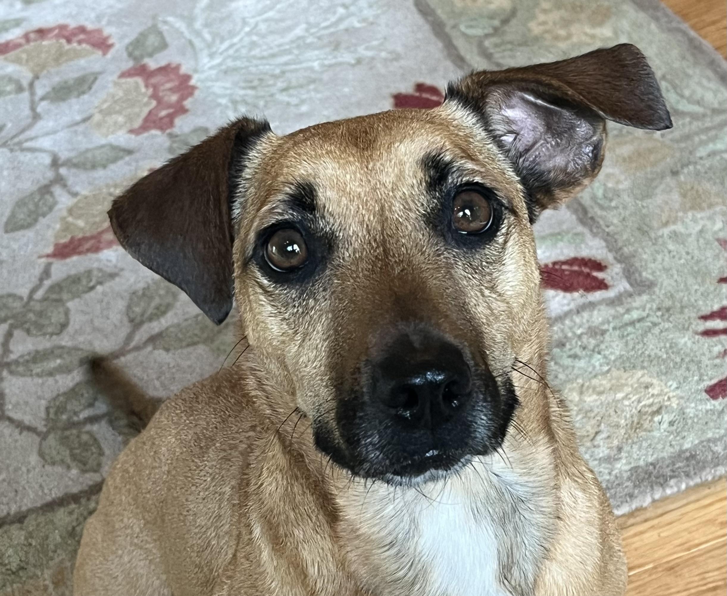 Raphael, ADOPTABLE, Adult Male Dachshund.