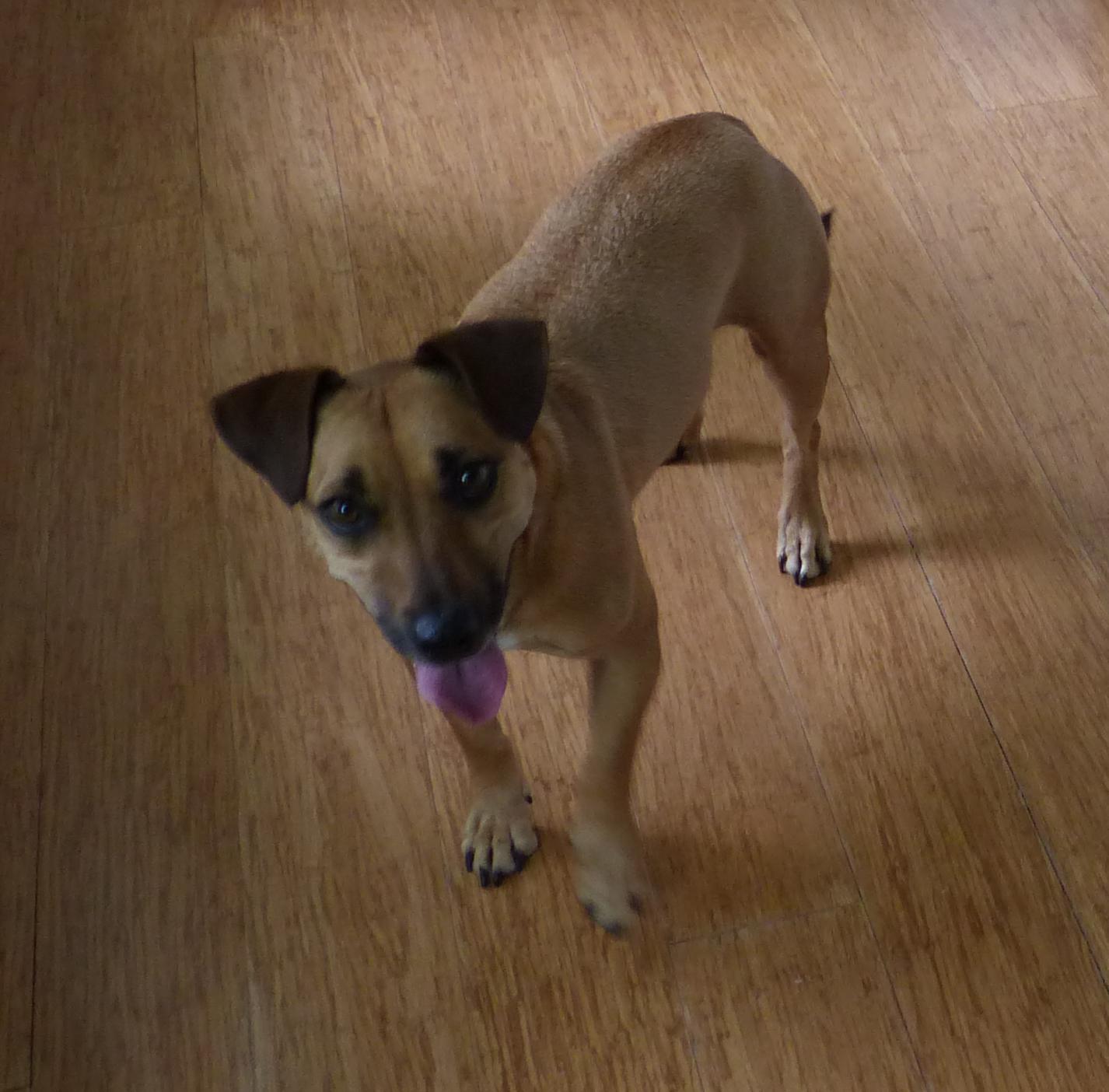 Raphael, a ADOPTABLE mixed breed in Nacogdoches, TX image 3/3