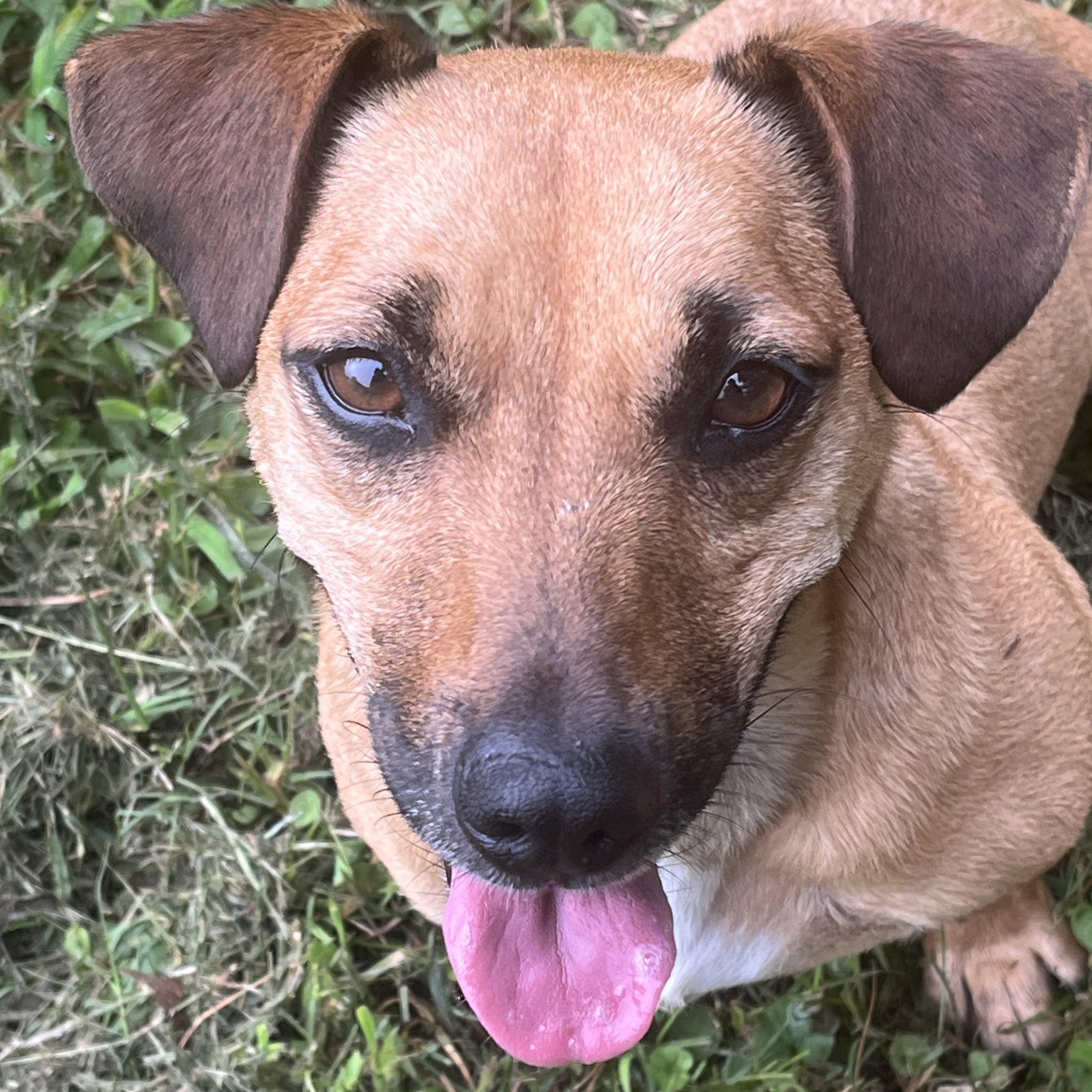 Raphael, ADOPTABLE, Adult Male Dachshund.