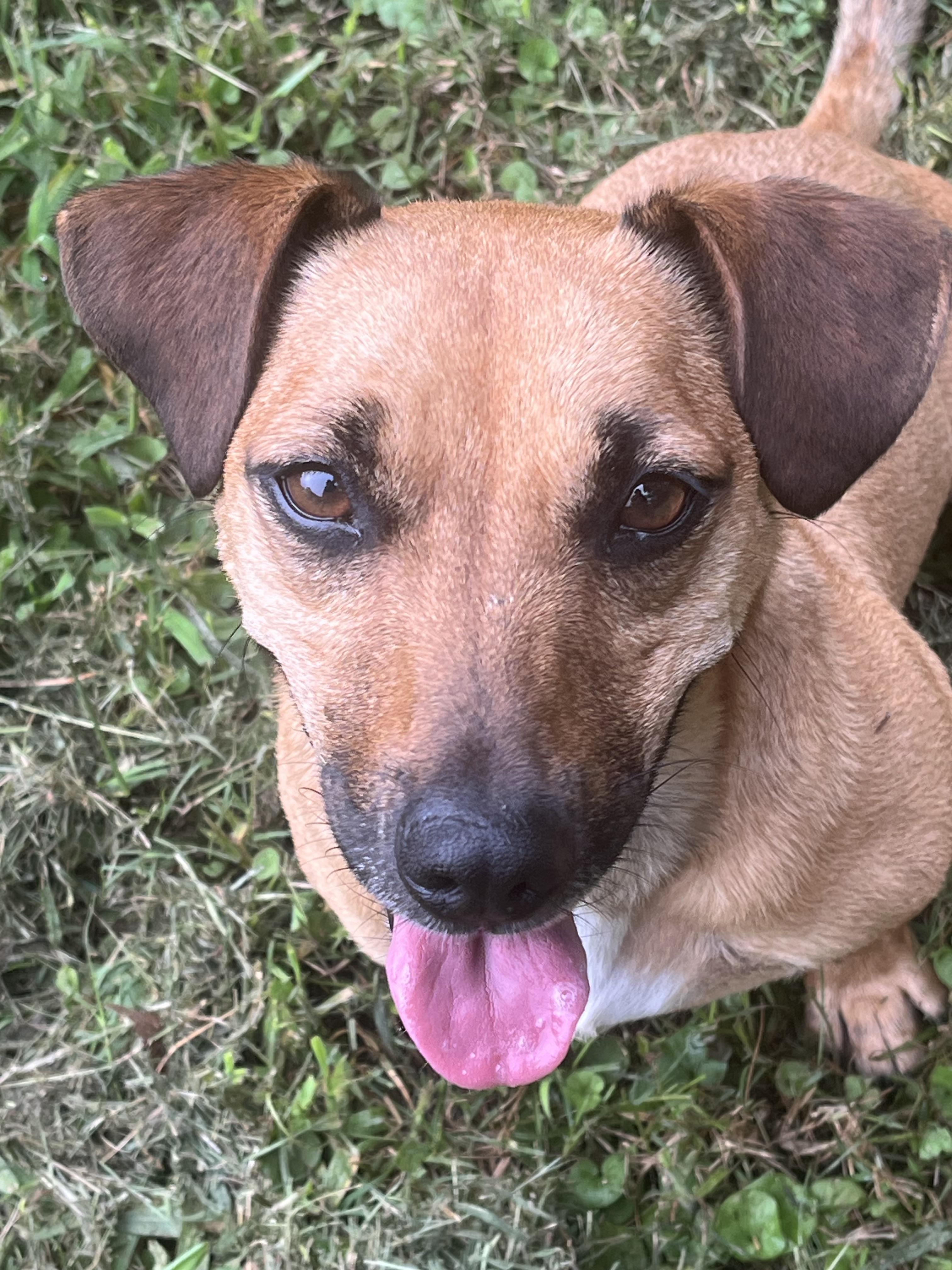Raphael, a ADOPTABLE mixed breed in Nacogdoches, TX image 4/4