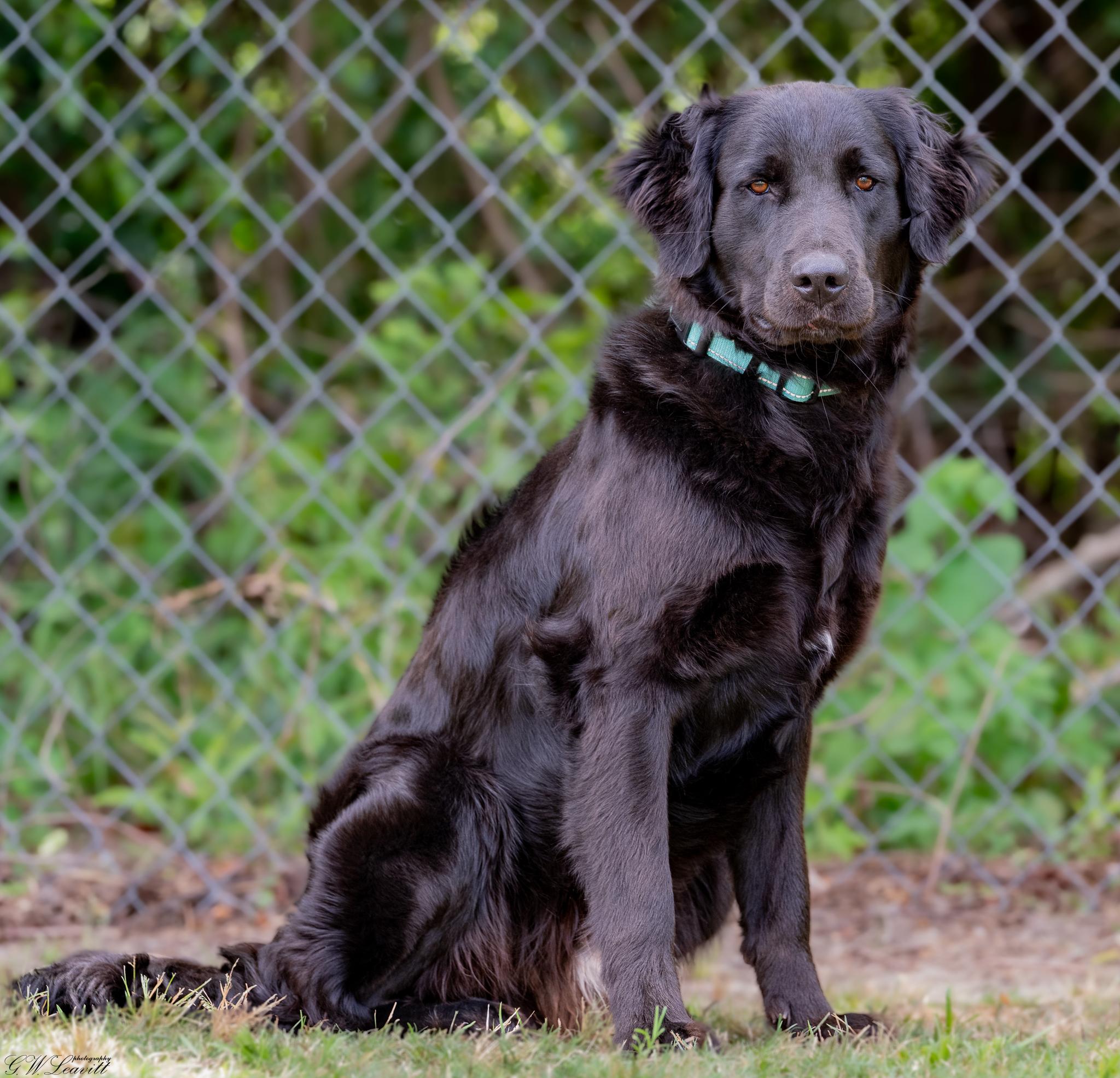 Enlarge Jack (Available in Florida), a Adoptable mixed breed in BONIFAY, FL image 5/6