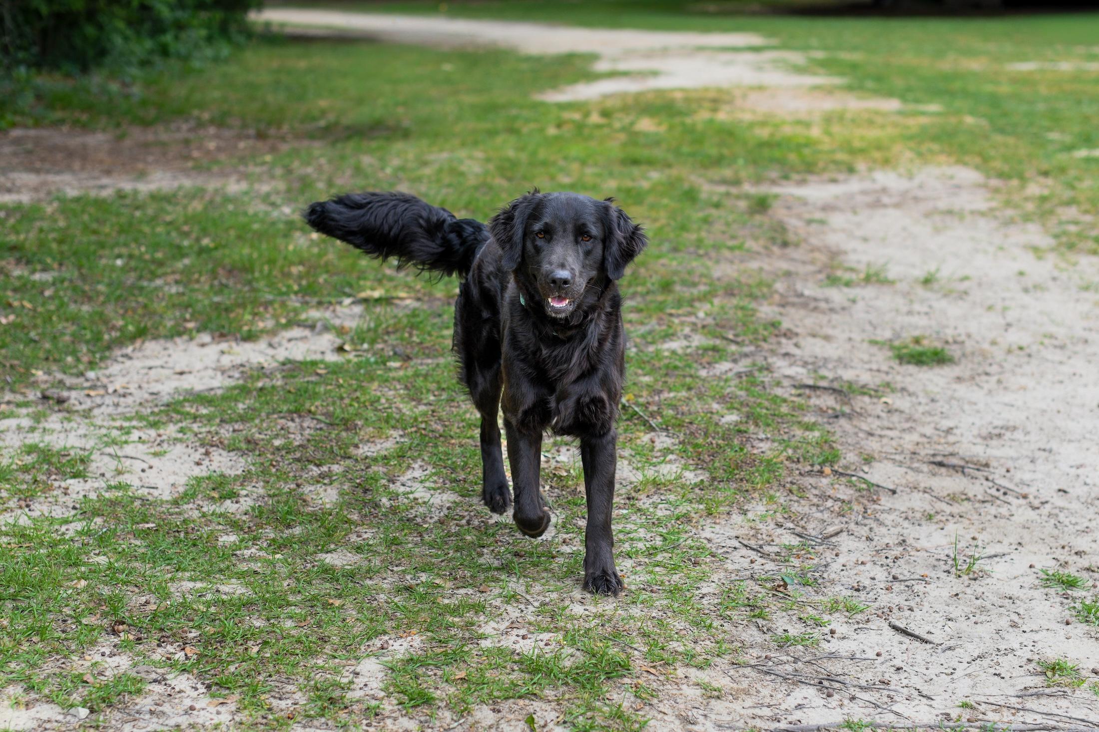 Enlarge Jack (Available in Florida), a Adoptable mixed breed in BONIFAY, FL image 4/6