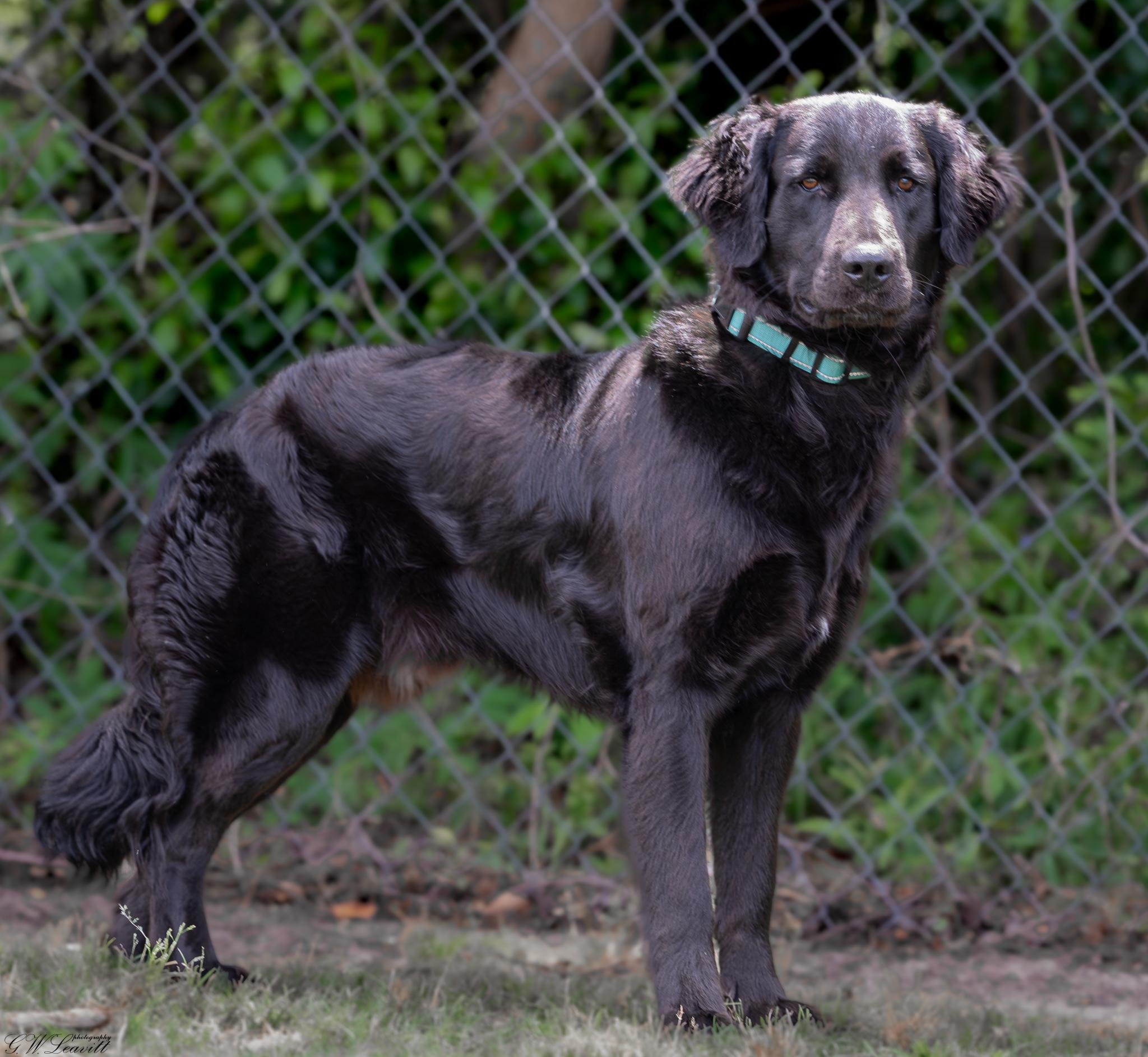 Jack (Available in Florida), Adoptable, Young Male Retriever.