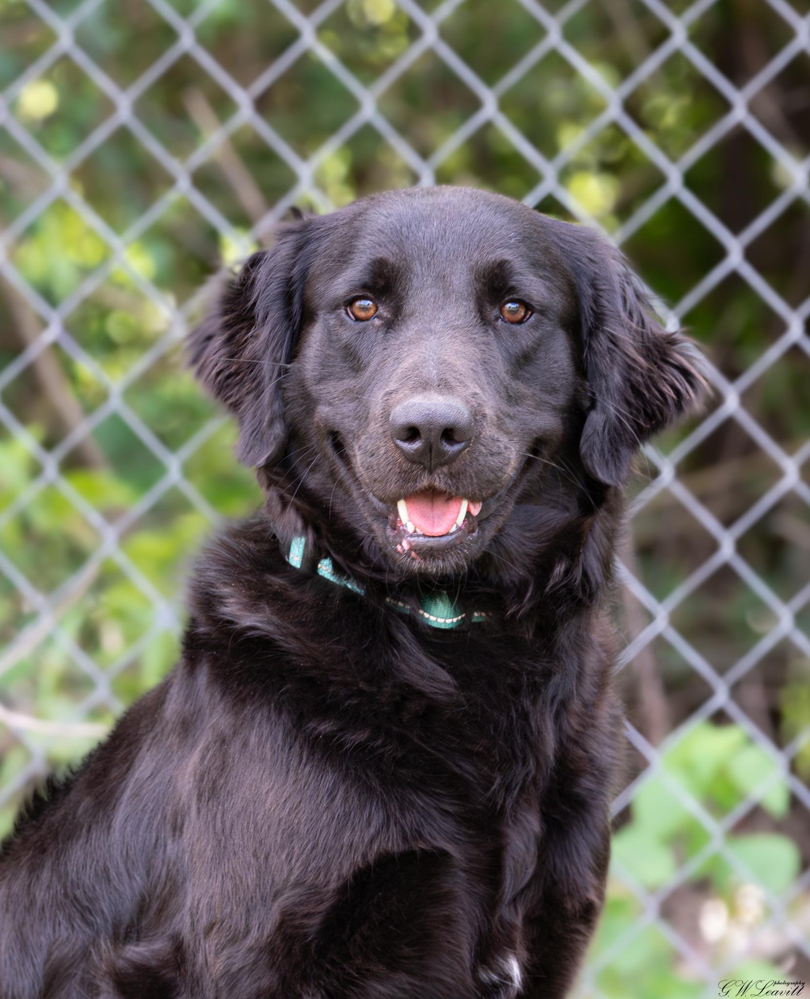 Enlarge Jack (Available in Florida), a Adoptable mixed breed in BONIFAY, FL image 2/6