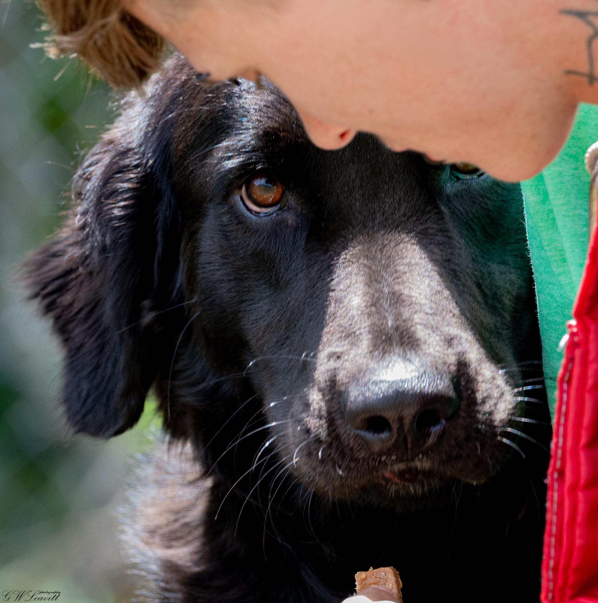 Enlarge Jack (Available in Florida), a Adoptable mixed breed in BONIFAY, FL image 6/6