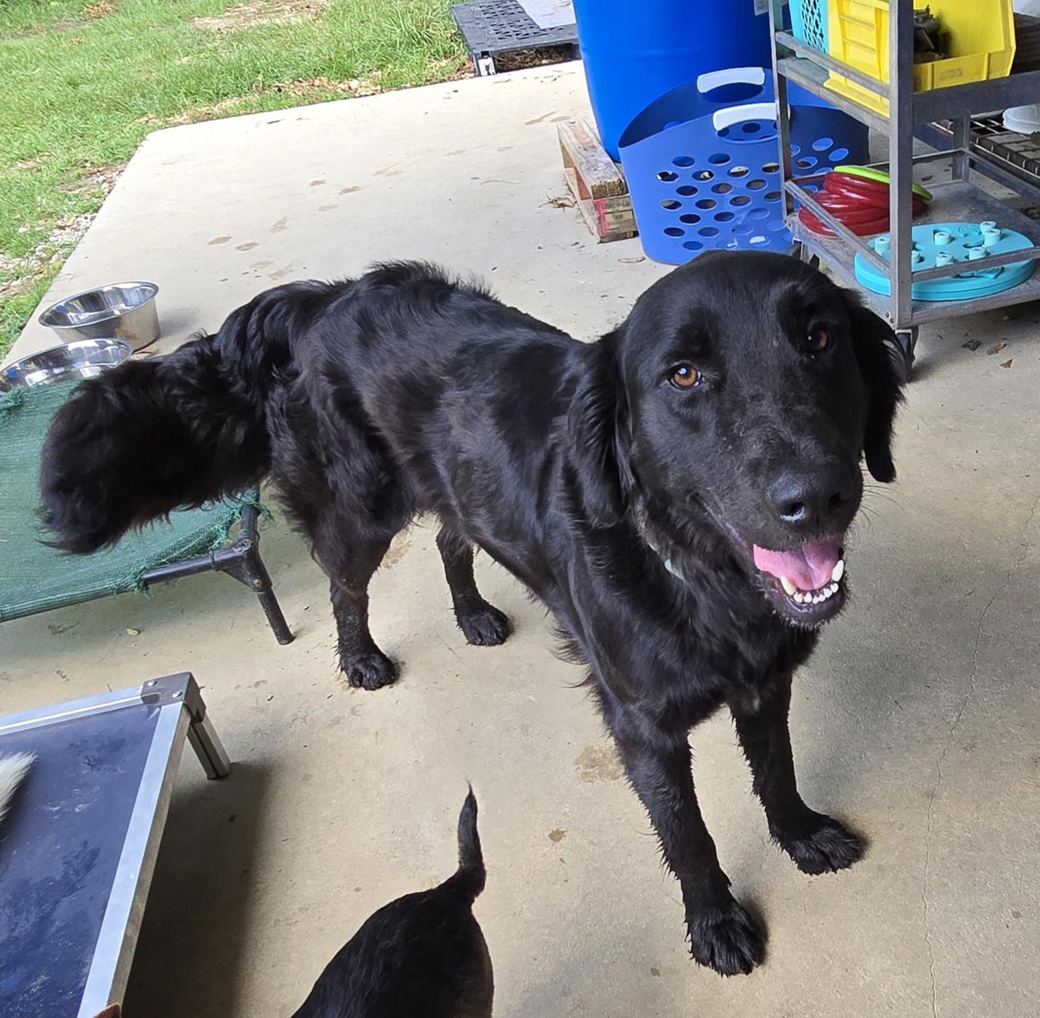 Enlarge Jack (Available in Florida), a Adoptable mixed breed in BONIFAY, FL image 3/6