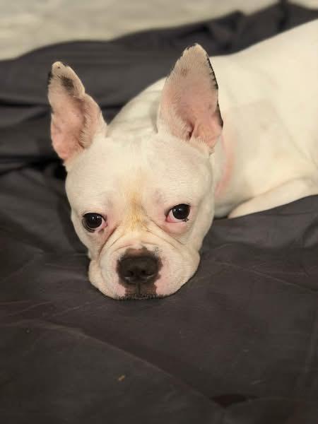 Chloe Willow, Adoptable, Adult Female French Bulldog.