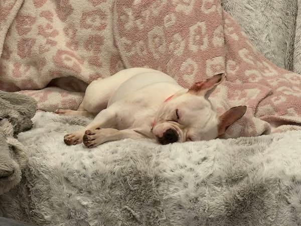 Enlarge Chloe Willow, a Adoptable French Bulldog in Knoxville, TN image 2/3