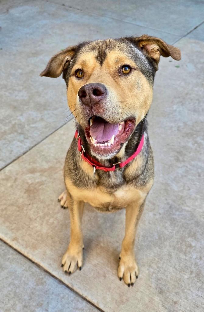 Cane, Adoptable, Young Male Shar-Pei & Pit Bull Terrier.