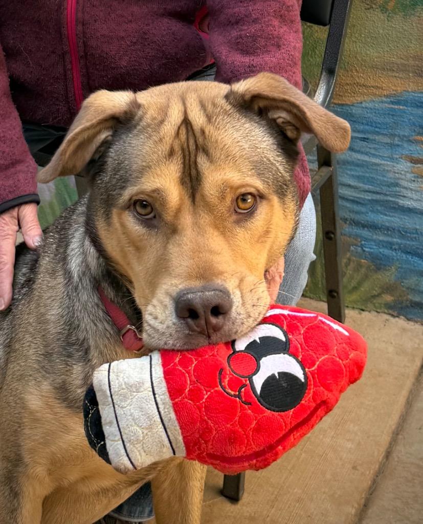Cane, a Adoptable mixed breed in Cottonwood, AZ image 3/4