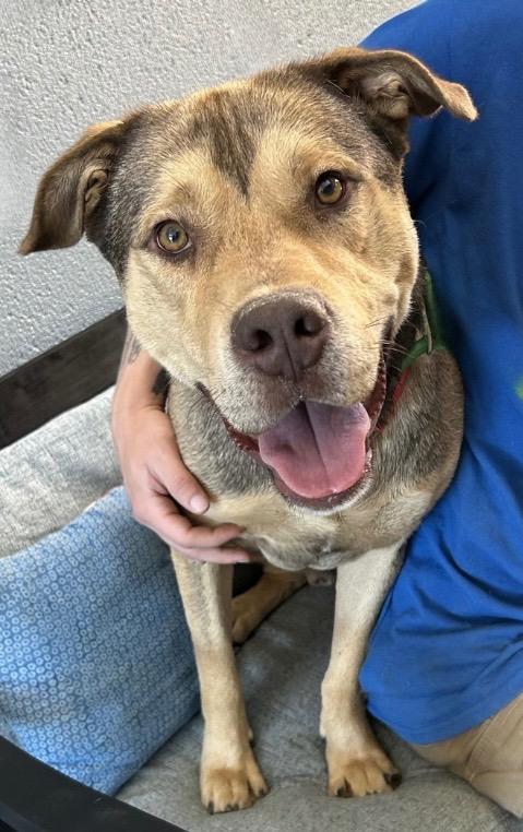 Enlarge Cane, a Adoptable mixed breed in Cottonwood, AZ image 2/2