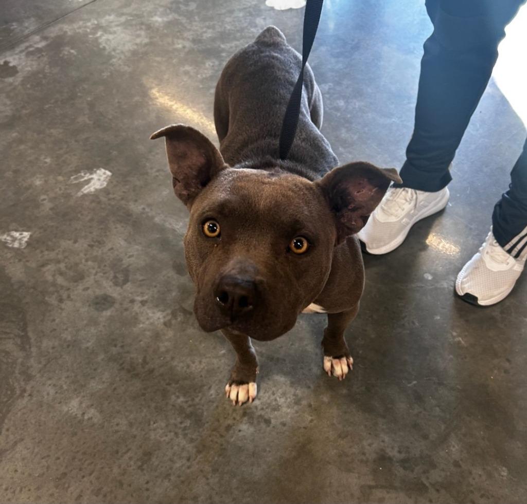 Enlarge Dory, a Adoptable Pit Bull Terrier in Gautier, MS image 1/2