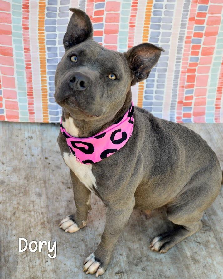 Enlarge Dory, a Adoptable Pit Bull Terrier in Gautier, MS image 2/2