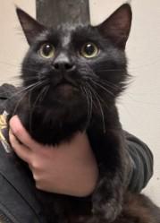 Darth Vader, adoptable, Young Male Domestic Medium Hair.