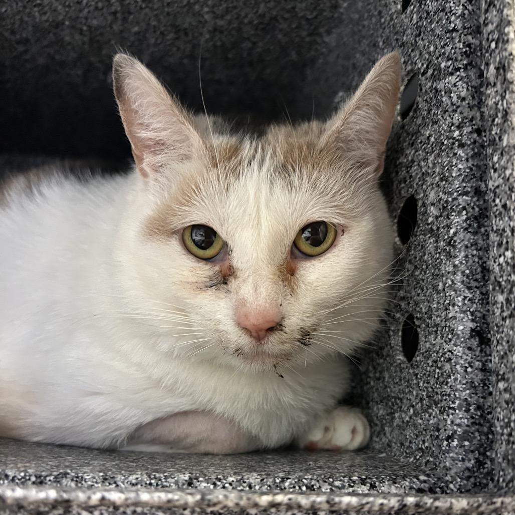 Patches II - IN FOSTER, a Adoptable Domestic Short Hair in Birdsboro, PA image 1/2