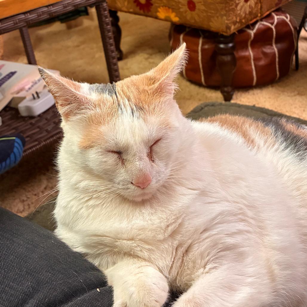 Enlarge Patches II - IN FOSTER, a Adoptable Domestic Short Hair in Birdsboro, PA image 2/5