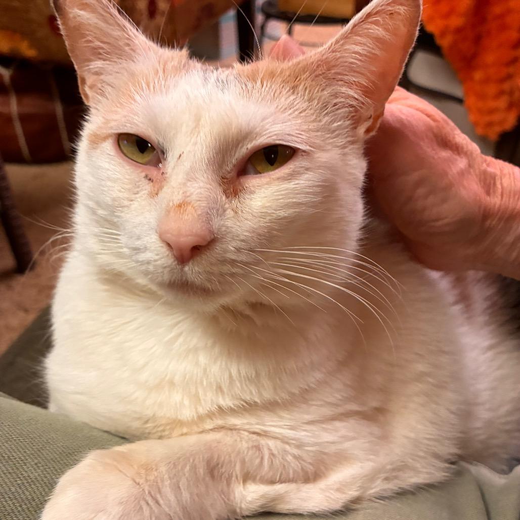 Enlarge Patches II - IN FOSTER, a Adoptable Domestic Short Hair in Birdsboro, PA image 3/5