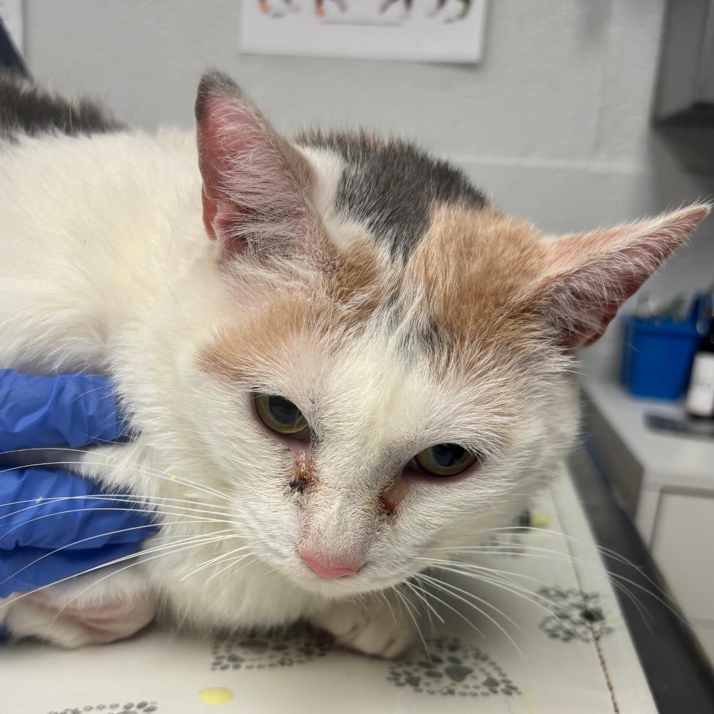 Patches II - IN FOSTER, a Adoptable Domestic Short Hair in Birdsboro, PA image 2/2