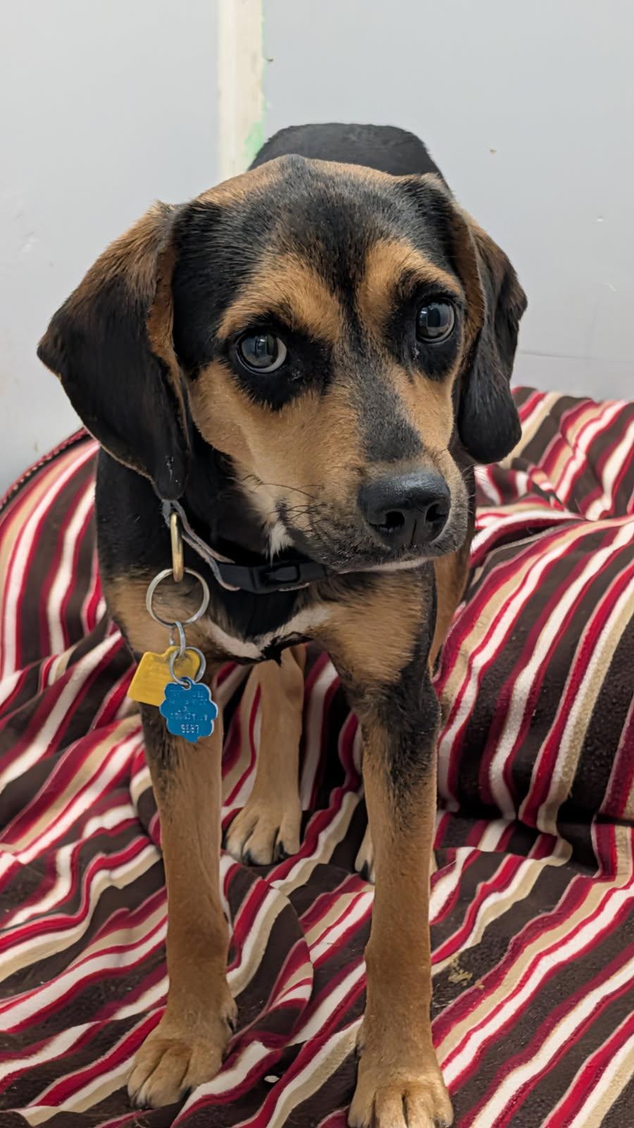 Enlarge Sable (Spayed) (Photos 2/9/2026), an adopted mixed breed in Marietta, OH image 5/6