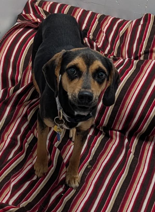 Enlarge Sable (Spayed) (Photos 2/9/2026), an adopted mixed breed in Marietta, OH image 4/6